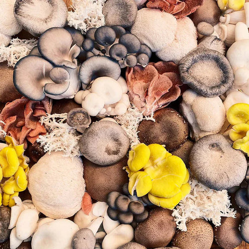 Mushroom Blend